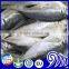 25cm+ CARAPAU Frozen Horse Mackerel