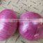 Supply fresh onion red onion