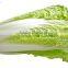 chinese cabbage
