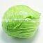 Common Cultivation Type and Fresh Style Fresh Cabbage