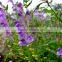 Top Quality Baicalin from Scutellaria Baicalensis Extract