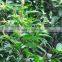 Natural Plants Ficus Annulata