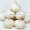 Pure White Garlic (snow White Garlic, Super White Garlic)