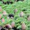 CEDARWOOD TERPENES (CUPARENE)