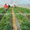 Vegetable &Fruit Used Pvc Greenhouse