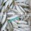 Frozen seafood frozen sardine