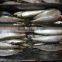 High-quality Sardine For Bait on Sale