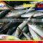 FROZEN MARUADSI WHOLE ROUND (ROUND SCAD)