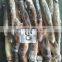 top quality sea frozen illex squid frozen illex squid whole round all size