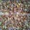 Garlic Breaking Machine/Garlic Seperating Machine/Garlic Processing Machine