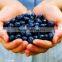 Fruit Tea Hight Tea 100% Blueberry Extract Black Tea Powder