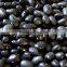 China black beans with best price for sale