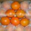 egyptian fresh Navel Orange