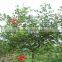 Erythrina crista-galliLinn.