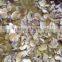 price of champignon sliced mushroom canned champignon button mushroom price