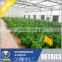 Vegetable Growing Intelligent Glass Green house