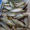 chinese wholesale distributors, 6-8pcs/kg new landing indian mackerel