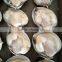 frozen boiled yellow short necked clam on time delivery