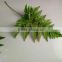 Perfect Decorative Cut Leaf Learth Fern Natural Plant Wholeasle From Yunnan,China