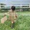 5567 Small MOQ for customer baby clothes spring girl kids princess dress