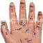 Meridian hand model touch household needle mould human meridian model of human body meridian acupuncture