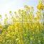 Canada crude rape seed oil with factory prices