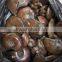 Wholesale Top Quality Rainbow Ammonite Fossil Specimens