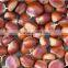 Supply fresh chestnut with good quality for sale