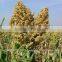 Snow white sorghum