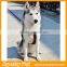 Amazon Best Sellers 2016 Portable Pet Colalrs Denim Dog Leashes and Harnesses