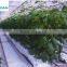 15CM*15CM*15CM Other Heat Insulation Materials Type Agricultural Rock Wool for Greenhouse Planting
