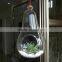 Micro landscape ecological Pear shape Meaty hanging plant glass vase