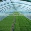 Economical Multi-span Greenhouse For Agriculture Polycarbonate sheet