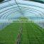 Economical Multi-span Greenhouse For Agriculture Polycarbonate sheet