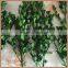 Preserved boxwood branch and stem wholesale