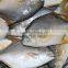 golden pomfret quality good