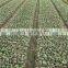Wholesale Dried Stevia Leaf/ Stevia Rebaudiana/ Sugar Leaf with High Quality from Vietnam