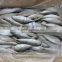 High Quality WR Frozen Jack Mackerel Fish 80 - 100 g