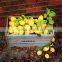 Wholesale Custom Wood Fruit Box cheap Wood Boxes for Fruit Vegetables