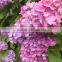 Top grade most popular fresh cut hydrangea flower