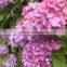 Cheap fresh preserved real touch flower hydrangea