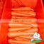 Shandong Fresh Red Carrot,Baby carrot,carrot seed