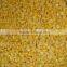 High quality IQF Frozen Sweet Corn for sale