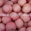 2014 New Crop fresh Fuji Apple, sweet red Fuji Apple Fruit From yantai,gansu /shanxi China