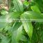 Tutcheria championi seedling