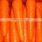 China Fresh Carrot pack in 7kg/carton in Hot Sale