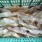 Bangladesh High Quality Export Dried Fish Maws