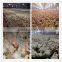 Large-Scale Automatic Poultry Farm House Design In Broiler Chicken Feeders and Drinkers
