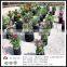 Gardening Use PP Non woven Fabric