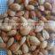 China NP roasted almond nut in shell for sale